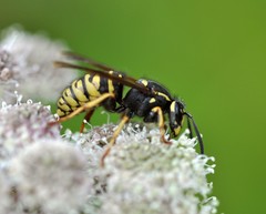 Vespula austriaca