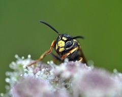 Vespula austriaca