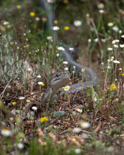Southwestern Carpet Python sighting