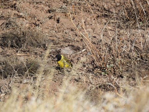 Thick-billed Siskin (Spinus crassirostris), photo 2