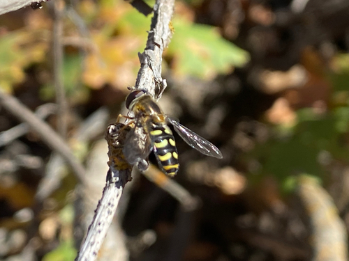 Unknown species found near Canyon Creek Road, Bountiful, UT, US