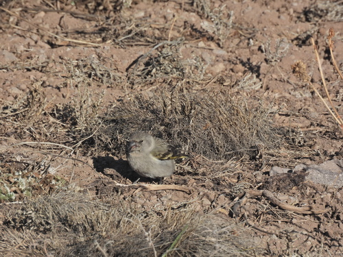 Thick-billed Siskin (Spinus crassirostris)