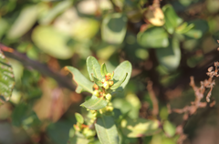 Muehlenbeckia hastulata