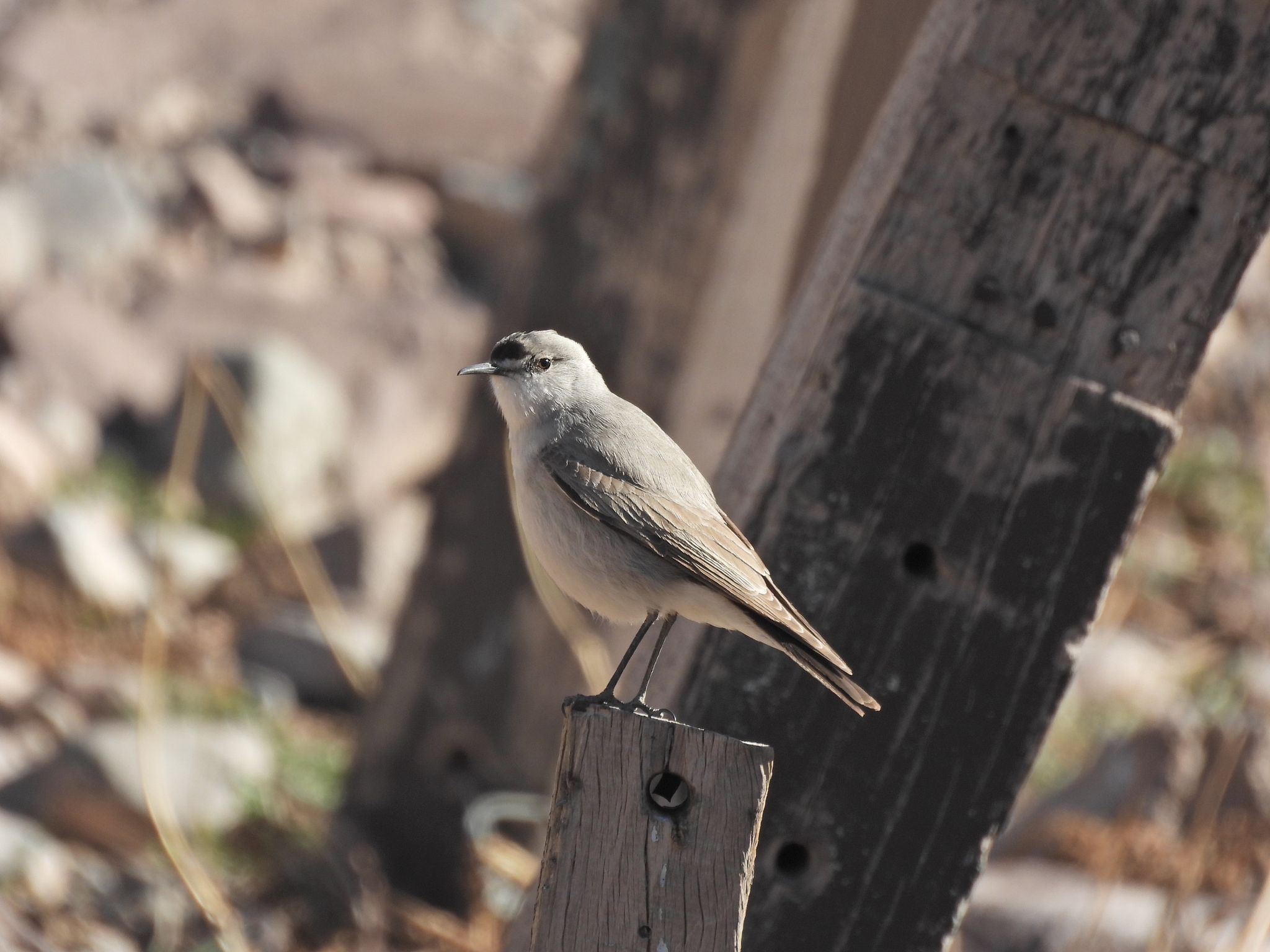 Black-fronted Ground Tyrant (Muscisaxicola frontalis), photo 6