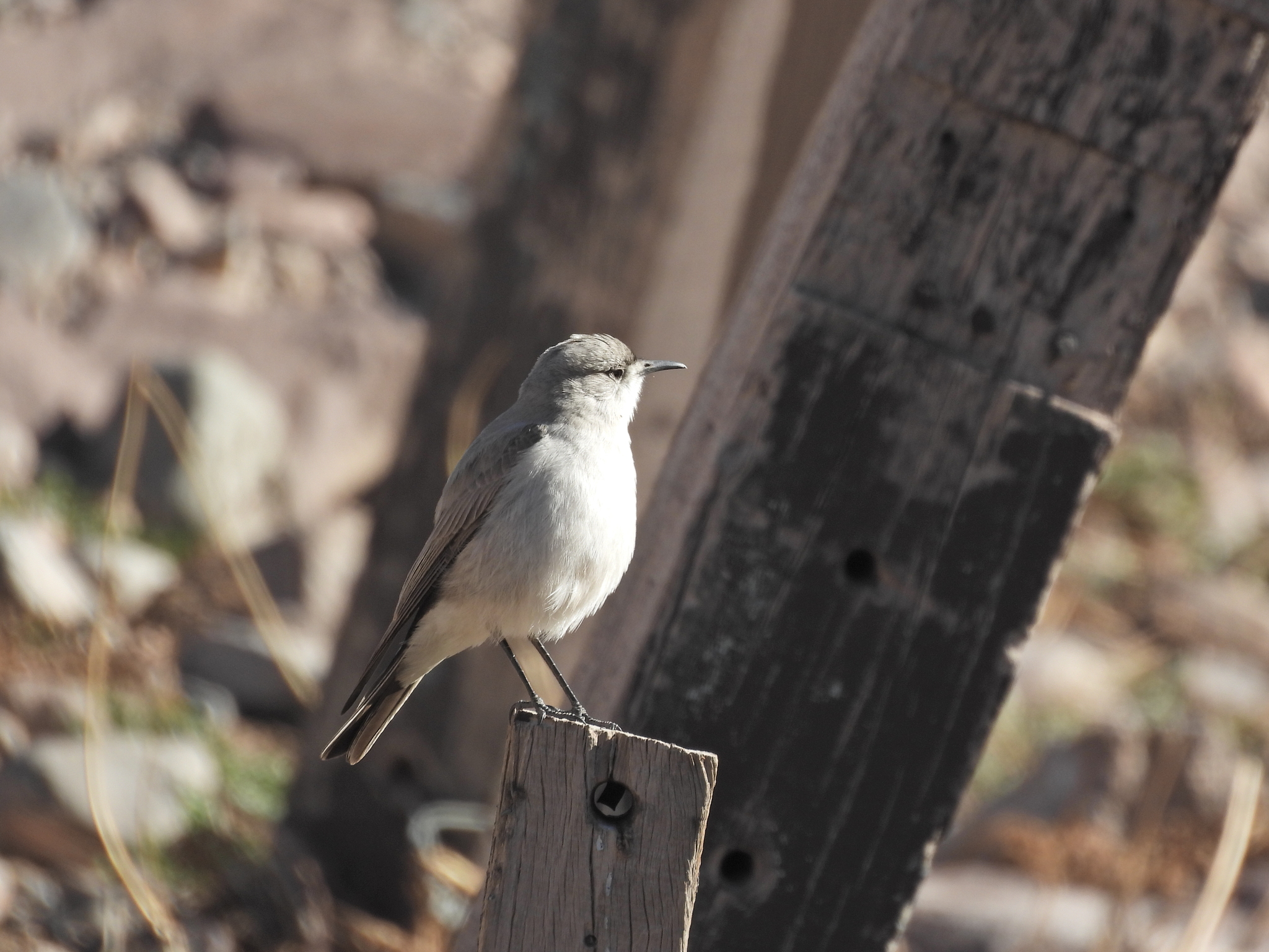 Black-fronted Ground Tyrant (Muscisaxicola frontalis), photo 7