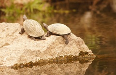 Kinosternon hirtipes murrayi