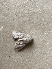 Sympistis perscripta