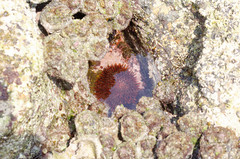 Heliocidaris tuberculata