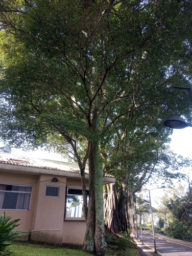 Hymenaea courbaril - Whole tree