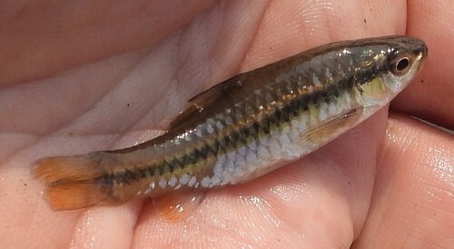 Orangefin barb (Enteromius eutaenia) — Cyprinidae — 5