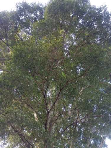 Hymenaea courbaril - Leaves