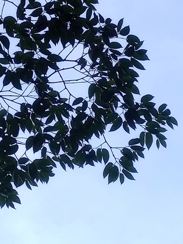 Hymenaea courbaril - Leaves