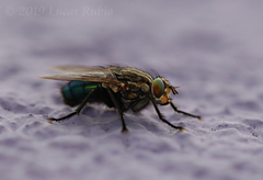 Sarconesia chlorogaster