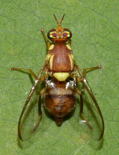 Bactrocera decurtans