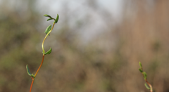 Muehlenbeckia hastulata