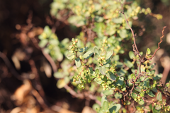 Muehlenbeckia hastulata