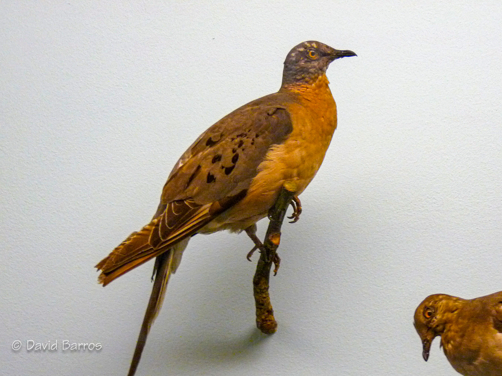 Passenger Pigeon (Ectopistes migratorius) photo