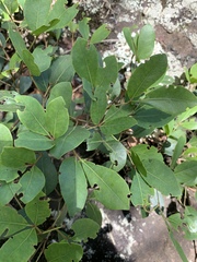 Rhoicissus revoilii