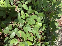Rhoicissus revoilii