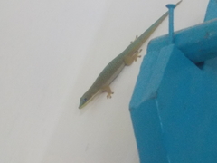 Phelsuma