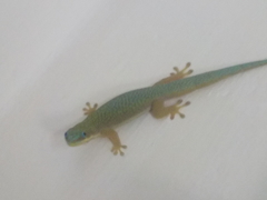 Phelsuma