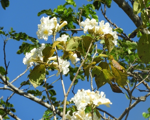 Handroanthus