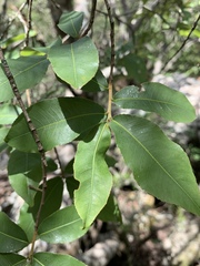 Ochna maguirei