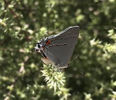 Strymon melinus franki