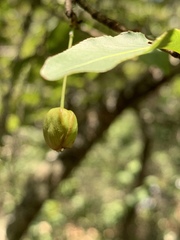 Ochna maguirei