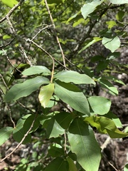 Ochna maguirei