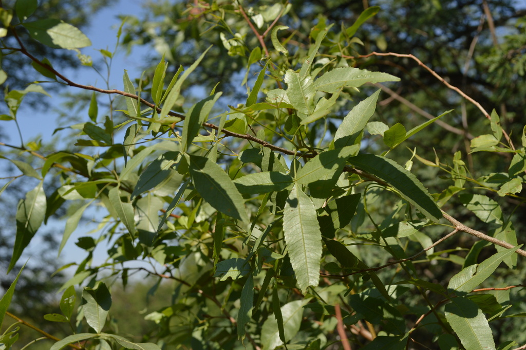 Searsia leptodictya; photograph (c) Hildegard Klein, some rights reserved (CC BY)