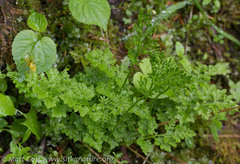 Cryptogramma sitchensis