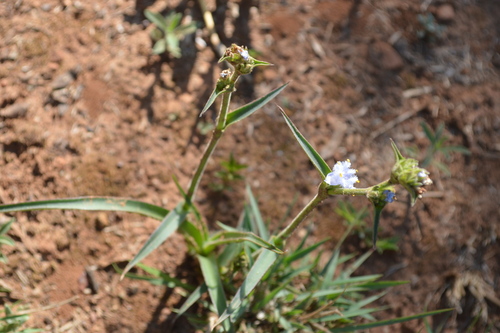 Cyanotis speciosa (Cyanotis speciosa)