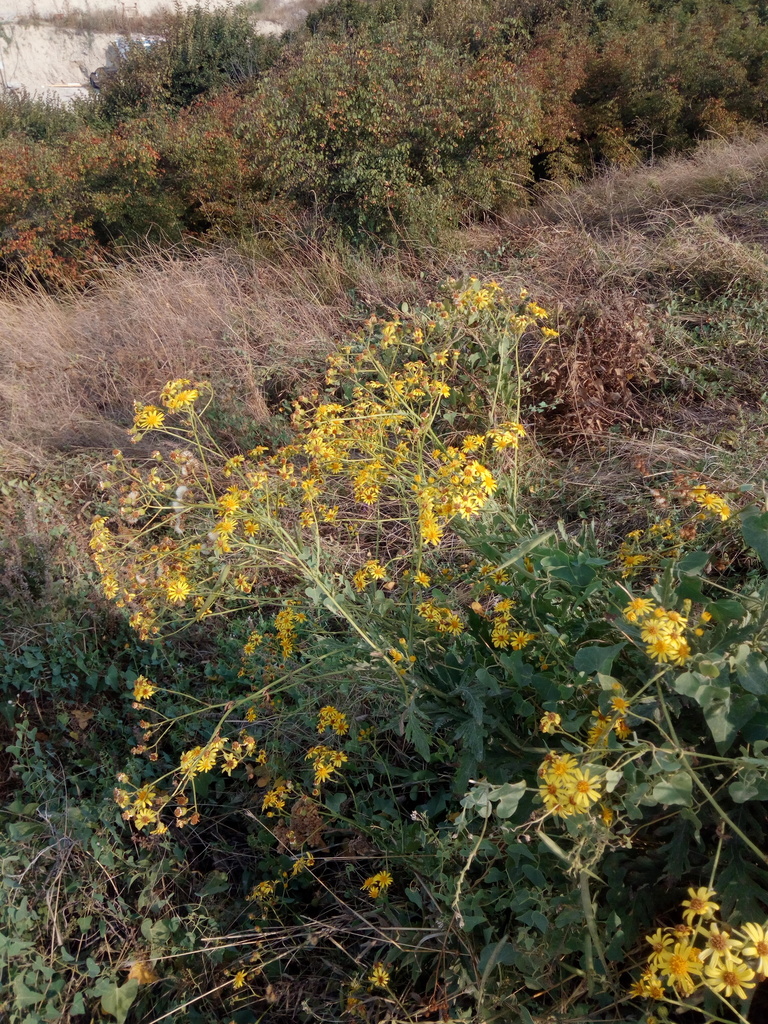 Jacobaea grandidentata