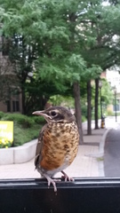 Turdus migratorius