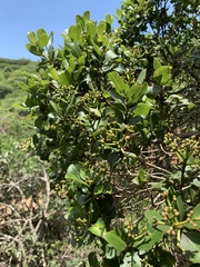 Syzygium legatii