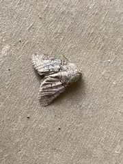 Sympistis perscripta