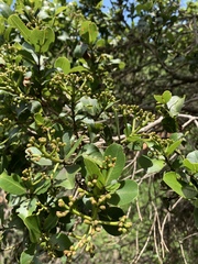 Syzygium legatii