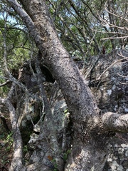 Syzygium legatii