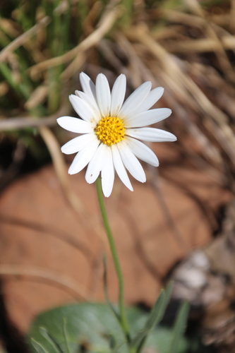 Dimorphotheca caulescens, photograph 1