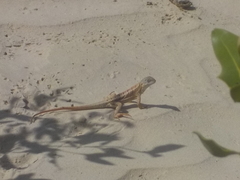 Chalarodon madagascariensis