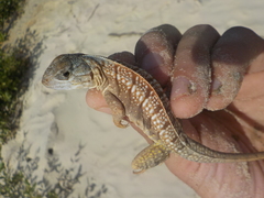 Chalarodon madagascariensis