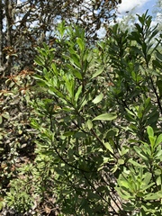 Callilepis caerulea