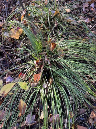 Turkey beard (Xerophyllum asphodeloides)