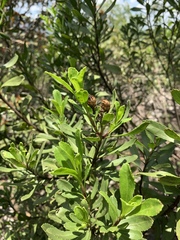 Callilepis caerulea
