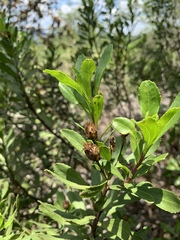 Callilepis caerulea