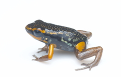 Blue-Bellied Poison Frog photo 4