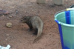 Crossarchus obscurus