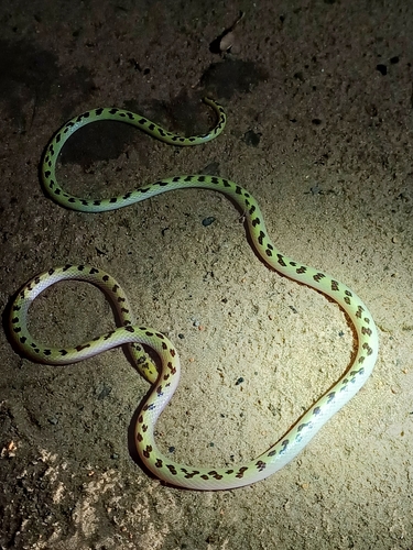 Photo of a Elongate Quill-snouted Snake (Xenocalamus mechowii)
