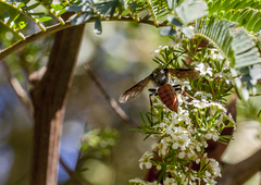 Zaspilothynnus seductor